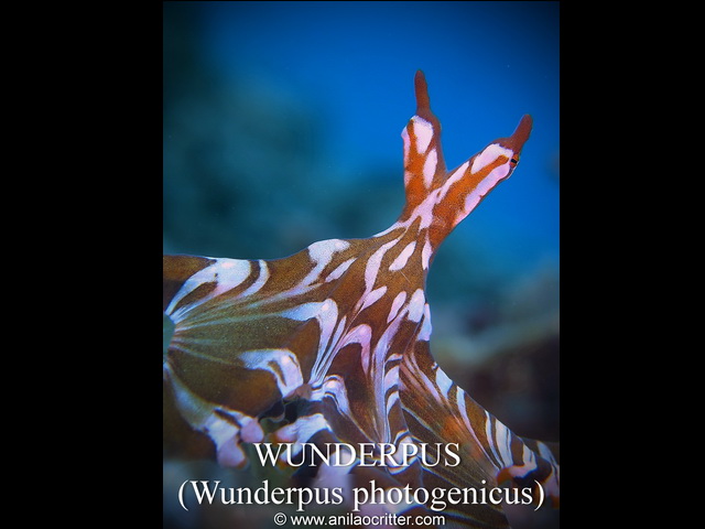 Anilao Diving, Underwater Photography|Dive Anilao/Batangas Philippines