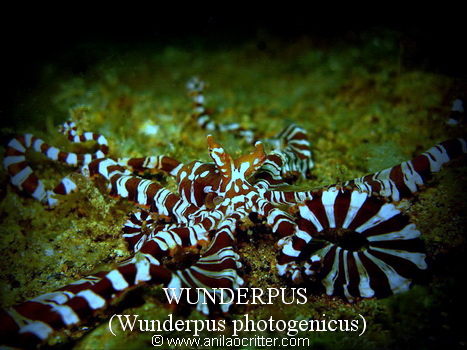Anilao Diving, Underwater Photography|Dive Anilao/Batangas Philippines