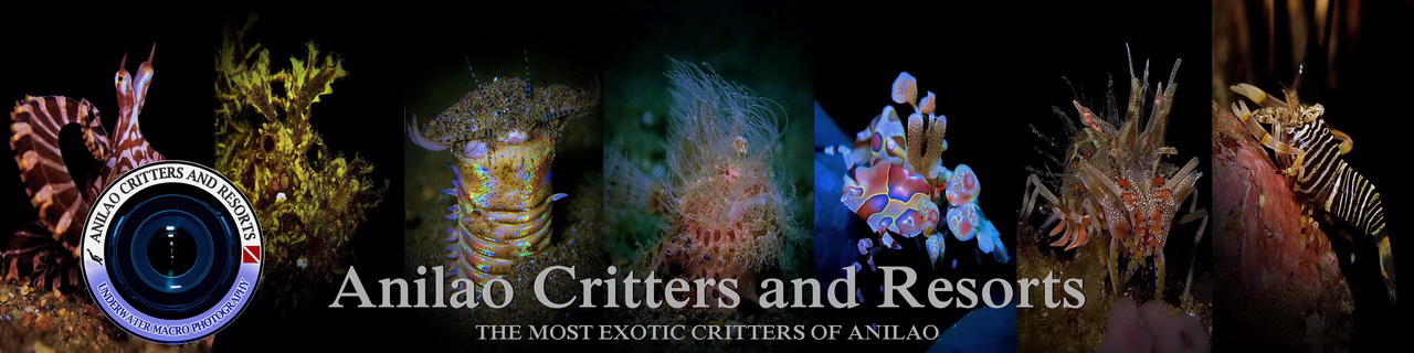 Divers and Critters - Anilao Diving Underwater Photography,Anilao Batangas